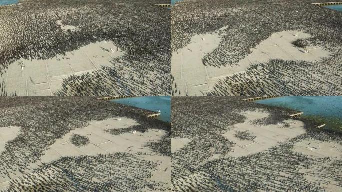 鸟粪平台上追逐数千只角鸬鹚的大白鹈鹕的特写鸟瞰图