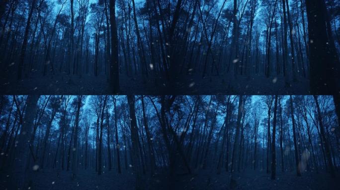 WS在寒冷的下雪天在落叶森林的树木之间行走