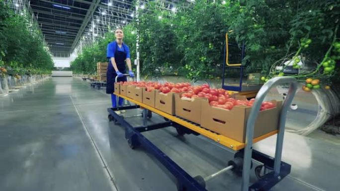 农夫将装有西红柿的板条箱放在温室里。