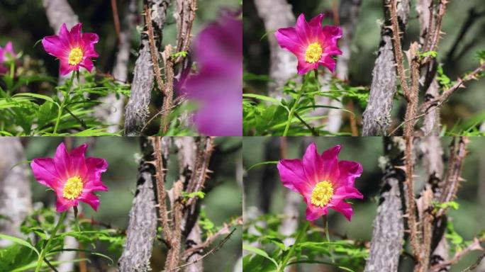 川西高原大红花: 芍药亚种。veitchii