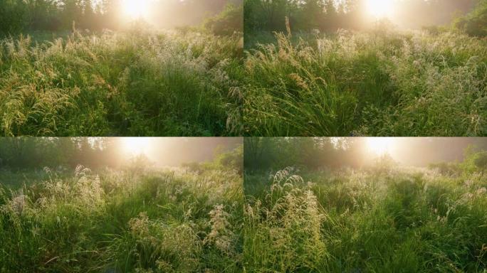 走在绿草如茵的草地上，向太阳走去。阳光明媚潮湿的夏日早晨。草地上的水滴，轻雾和早晨的阳光。休息的地方