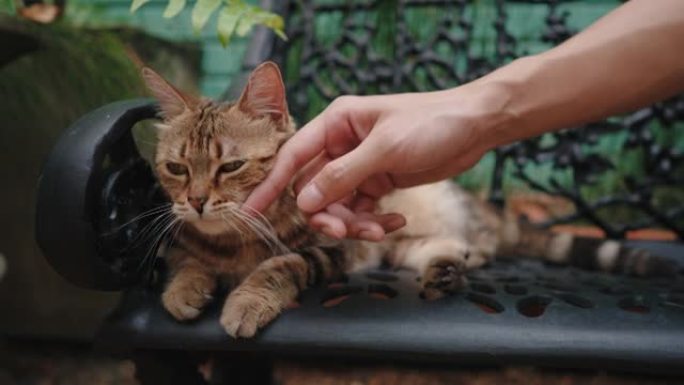 猫喜欢被主人拥抱养猫宠物猫毛特写