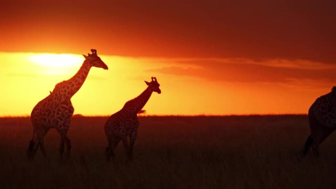 长颈鹿在日出时在戏剧性的天空下在自然保护区的田野中行走
