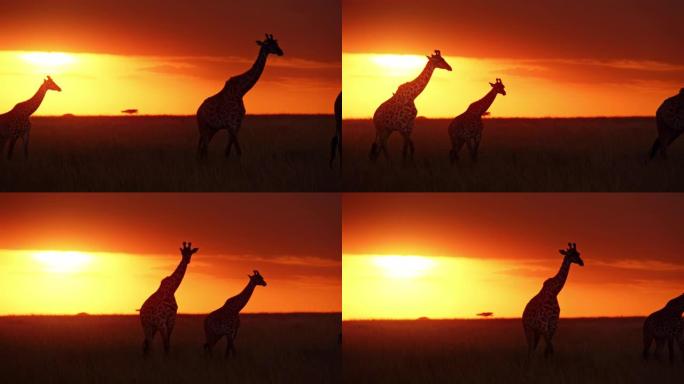 长颈鹿在日出时在戏剧性的天空下在自然保护区的田野中行走
