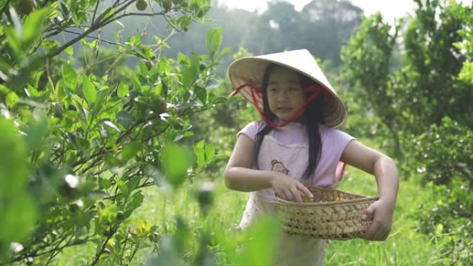 亚洲华裔孙子在家乡采摘calamondin参观祖父母的农场