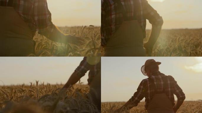 SLO MO高级农民在日落时分穿过田野时触摸麦穗