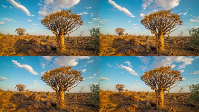 非洲纳米比亚日落时分阳光明媚宁静的箭袋森林