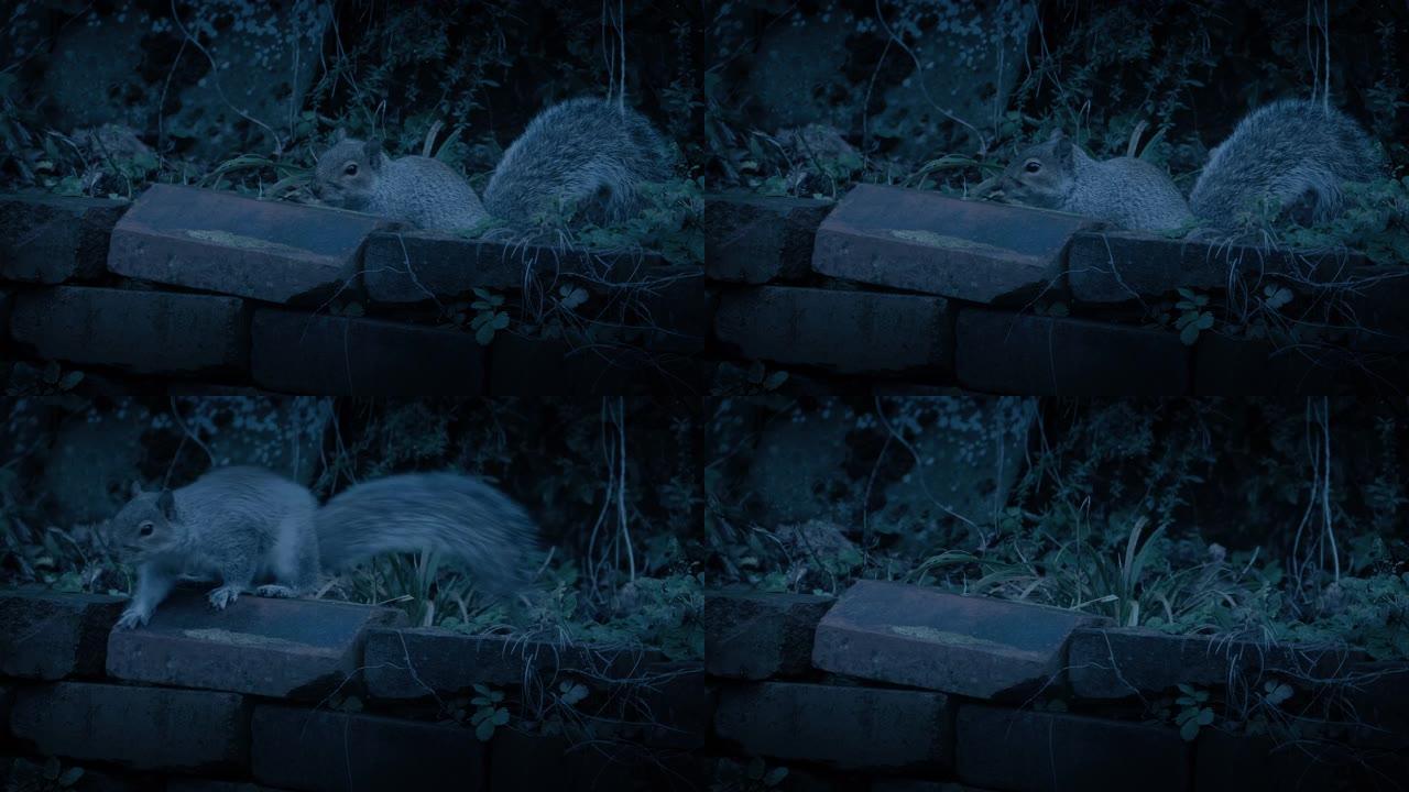 松鼠在晚上跳过花园墙