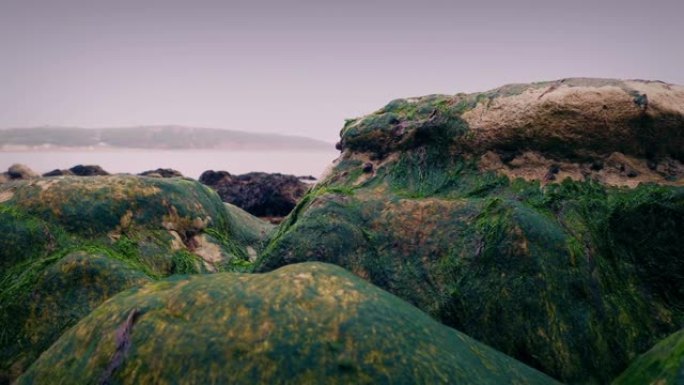 晚上海岸边的海藻岩石