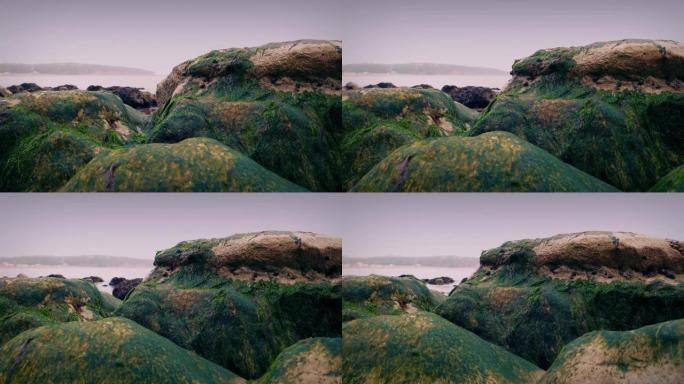 晚上海岸边的海藻岩石