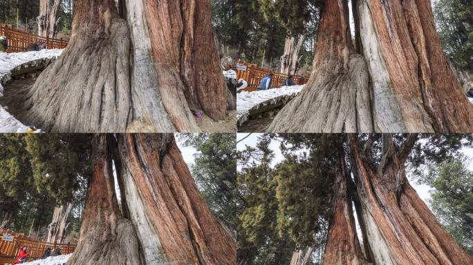 西藏林芝的巨柏林芝巨柏参天古树