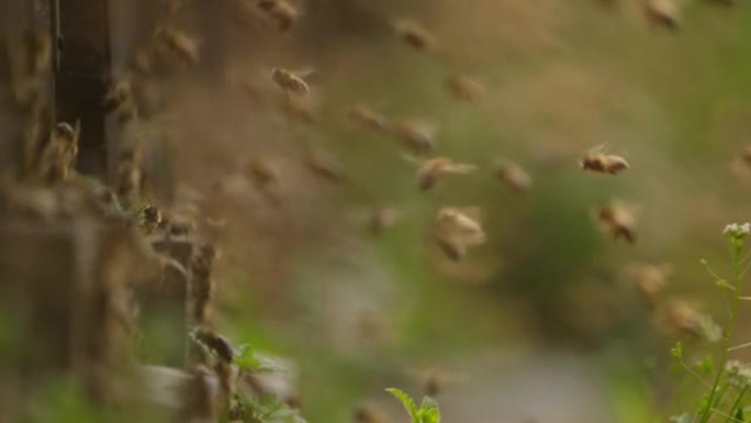 蜜蜂在春季野外飞行的慢动作