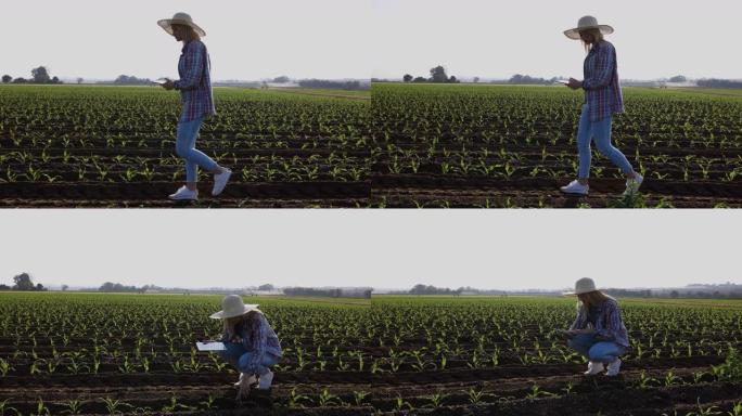 一位戴着草帽的年轻女农民的慢动作特写镜头，用数字平板电脑监视玉米作物