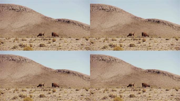 美洲驼在阿根廷高原 (高地)，靠近南美洲阿根廷胡胡伊省萨利纳斯·格兰德盐滩。