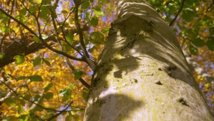 上升将山毛榉树的树干射向秋天的最后一片绿叶
