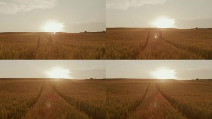 SLO MO Farmer站在日落时站在成熟的小麦田里时，举起双臂向空中