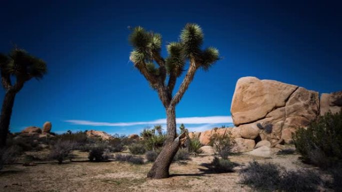 沙漠中的约书亚树-跟踪镜头