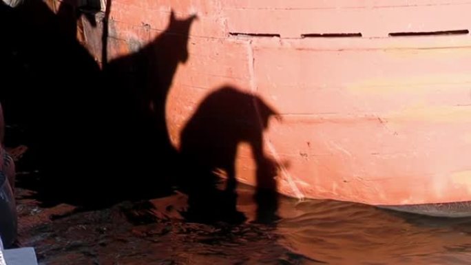在阿根廷里奥内格罗省圣安东尼奥奥斯特港看着海狮的狗的影子。