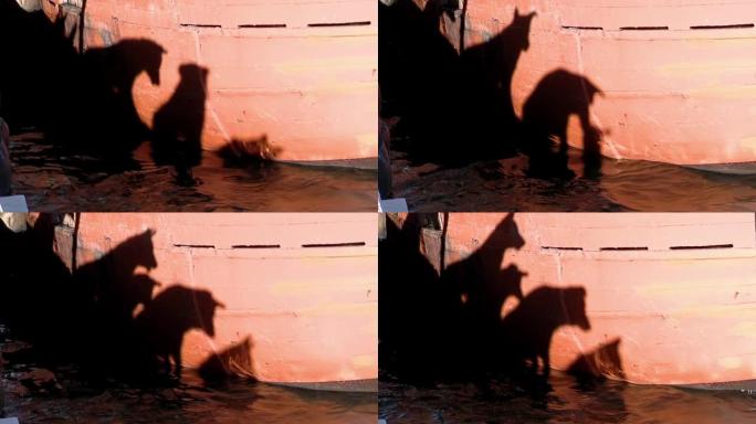 在阿根廷里奥内格罗省圣安东尼奥奥斯特港看着海狮的狗的影子。