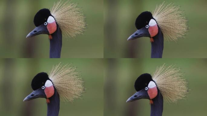 一幅惊人美丽的黑冠鹤看着相机的特写肖像