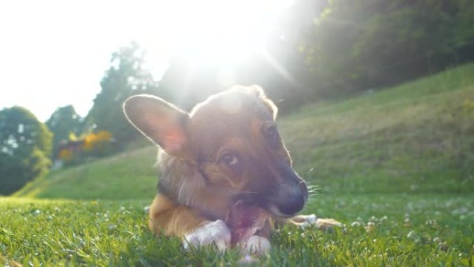 特写: 可爱的小狗躺在绿草上咀嚼肉食