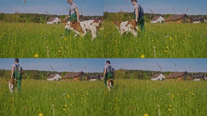 SLO MO Farmer带着一只小小牛在草地上行走