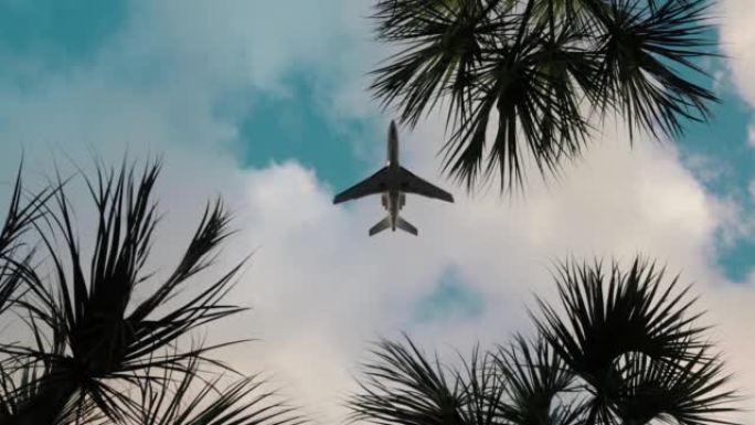 飞机飞越迈阿密的棕榈树