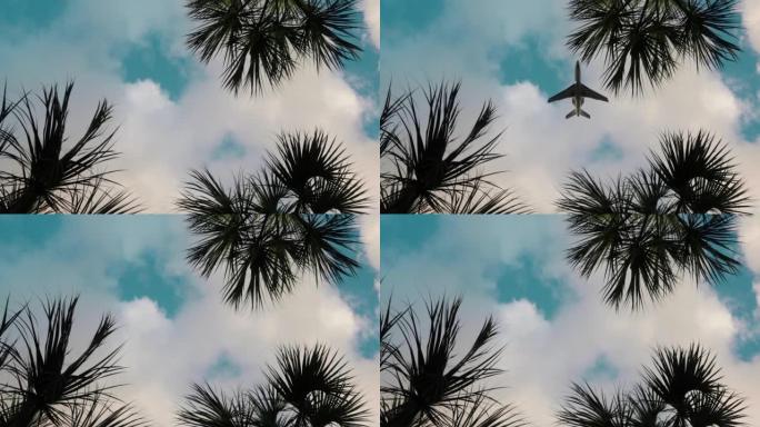 飞机飞越迈阿密的棕榈树