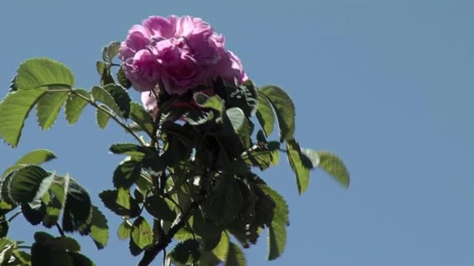 在阿根廷巴塔哥尼亚的内乌肯，五颜六色的花朵在风中吹动。特写。
