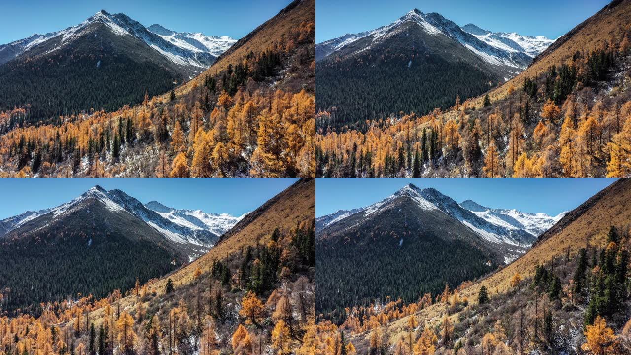 秋天的雪山下，有一片五彩缤纷的森林