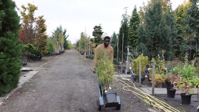 树木苗圃工人在手推车上移动植物