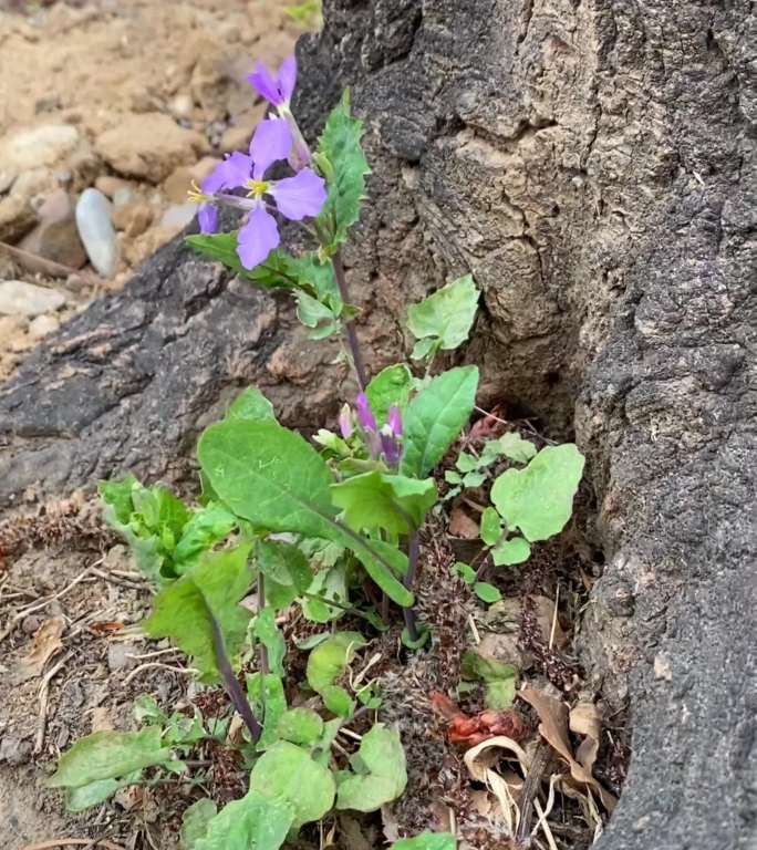 二月兰春天植物素材