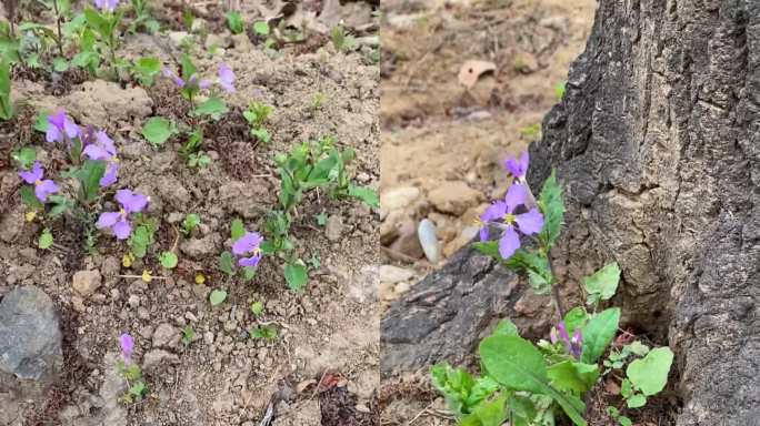 二月兰春天植物素材