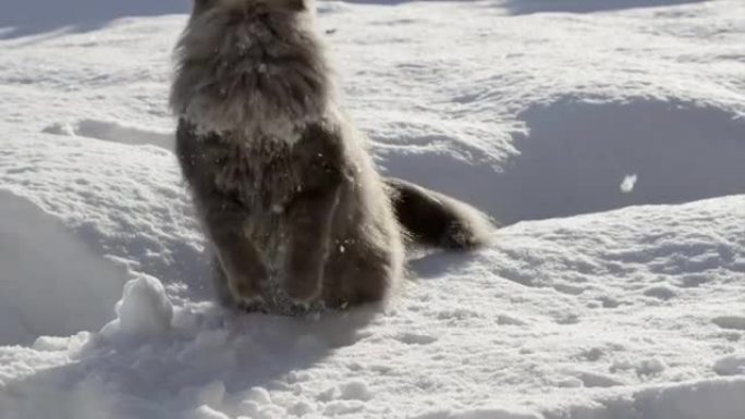 慢动作: 嬉戏的猫在雪地里跳跃