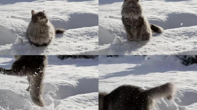 慢动作: 嬉戏的猫在雪地里跳跃
