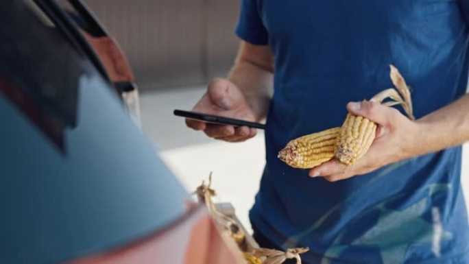 农民手持玉米芯并使用手机的中部