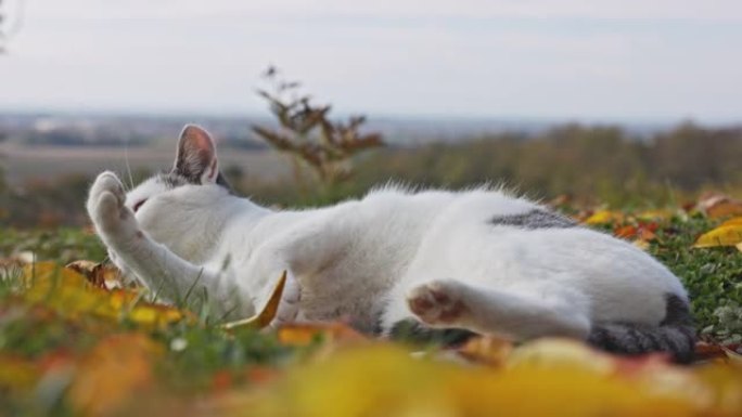 家猫秋季在草地上美容