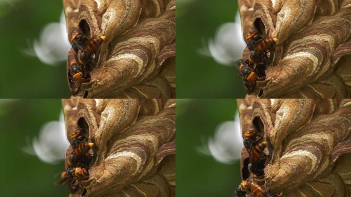 大黄蜂建筑蜂箱关闭