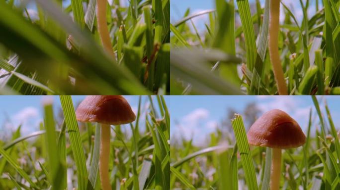 特写，dop: 揭示绿色花园草坪上生长的棕色蘑菇的镜头