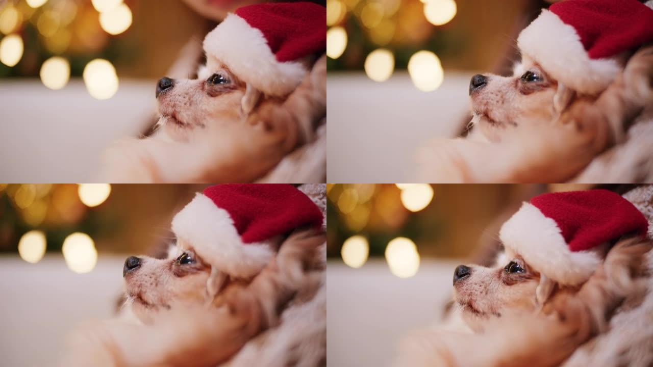 吉娃娃狗穿着圣诞老人服装睡觉