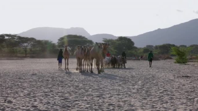 气候变化。干旱。水危机。由于持续干旱，非洲男子沿着尘土飞扬，干燥的河床放牧牲畜，骆驼，牛到水点。肯尼