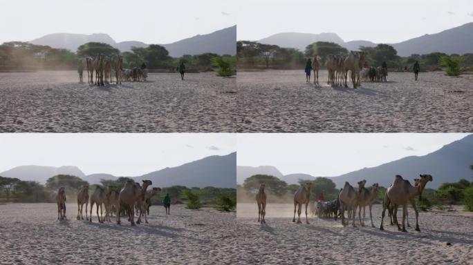 气候变化。干旱。水危机。由于持续干旱，非洲男子沿着尘土飞扬，干燥的河床放牧牲畜，骆驼，牛到水点。肯尼