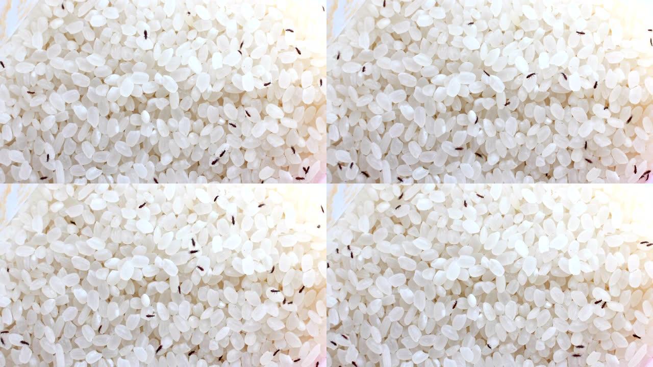 出没的大米大米移开面粉