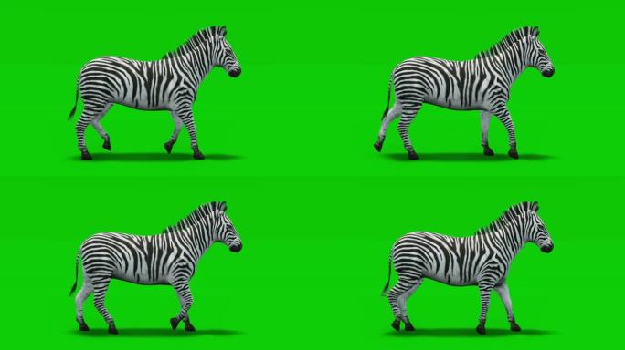 绿屏斑马行走慢动作动画。动物的概念，野生动物，游戏，返校，3d动画，短视频，电影，卡通，有机，色键，