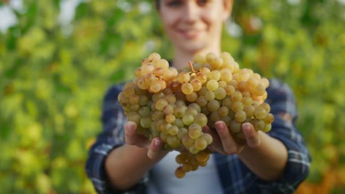 快乐的女农民或酿酒师的真实特写镜头显示，在葡萄园收获季节的那一刻，一堆成熟的葡萄被采摘，并在相机中微