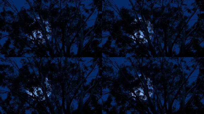 暴风雨之夜，桉树后面的月亮
