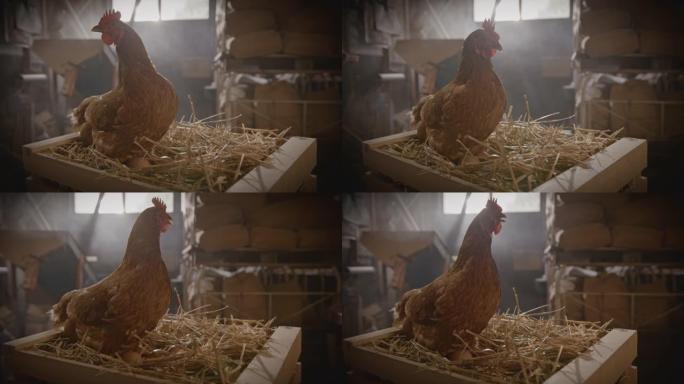 SLO MO DL母鸡在板条箱内的干草上产卵