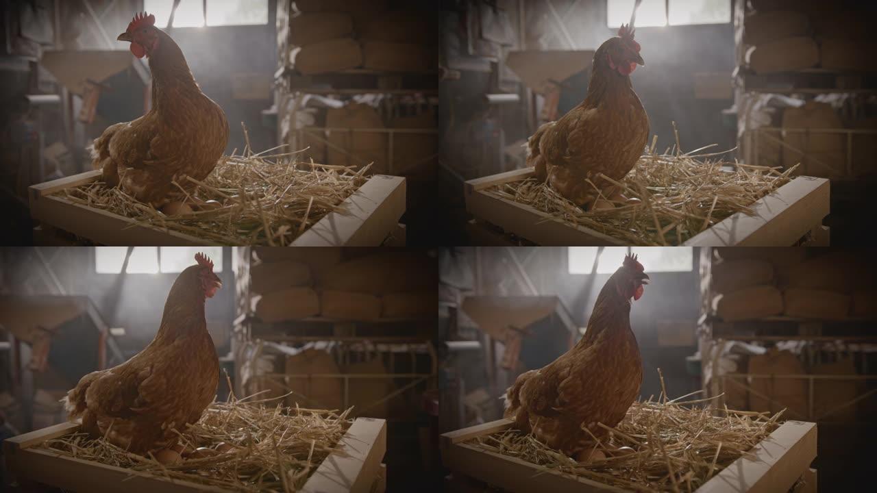 SLO MO DL母鸡在板条箱内的干草上产卵