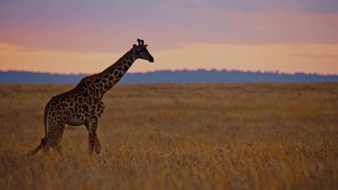 长颈鹿漫步在田园诗般的自然保护区田野中