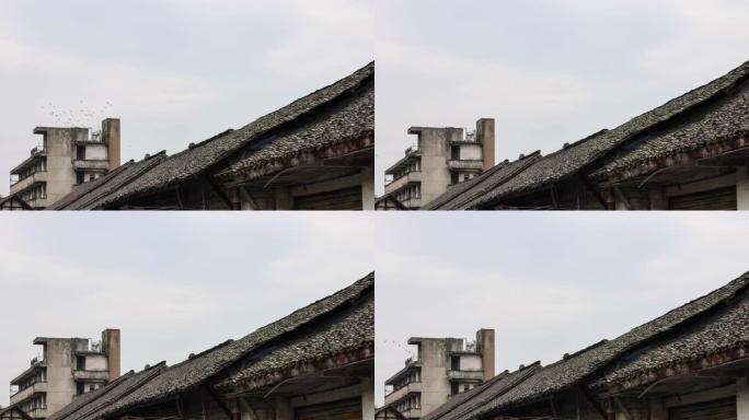 一群鸽子飞过破旧的房子